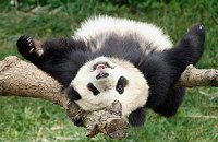 Пятничная панда #33