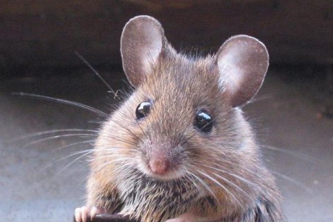 Аргентинские полицейские ​списали пропажу 540 кг марихуаны на мышей