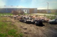 На фермі в Хмельницькій області за ніч померло 88 корів