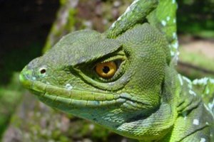 Ученым еще предстоит открыть около 90% видов растений и животных на Земле