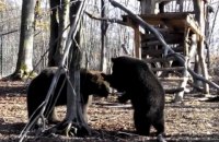 На Прикарпатье из-за теплой погоды медведи не впадают в спячку