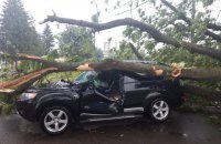Из-за падения дерева около Стрыя в больницу попали двое людей