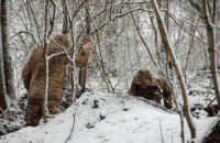 Головне за день. Неділя, 5 лютого