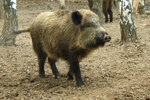 Госветслужба приказала начать отстрел диких кабанов на севере Украины