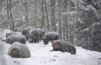 Медведи из парка "Синевир" начали впадать в зимнюю спячку