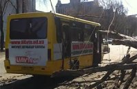 ​В Одессе на маршрутку упало дерево  