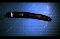 Американские ученые создали робота-червяка