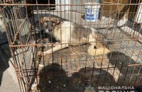 46-річна мешканка Василькова утримувала у квартирі 69 тварин, поліція прийшла до неї з обшуками