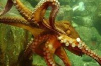 В ЮАР сняли фильм об убийстве осьминога Пауля 
