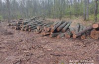 На Сумщине разоблачили масштабную схему хищения леса