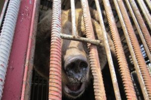 Еще одного медведя спасли от жестокого обращения