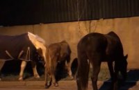 В Одессе патрульные поймали четырех сбежавших от хозяйки лошадей