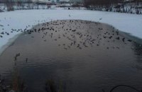 В киевские озера Лебединое и Позняки попала загрязненная вода со стройки