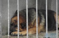 Кличко уволил начальника приюта для животных в Бородянке