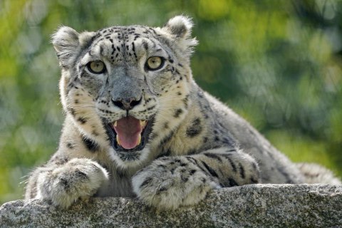 Коронавірус виявили у снігового барса, який живе в каліфорнійському зоопарку  