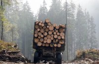 Цифровізація українських лісів завдяки допомозі ПРООН