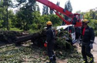 КМДА: внаслідок вчорашньої негоди в Києві виявлено 478 пошкоджених дерев