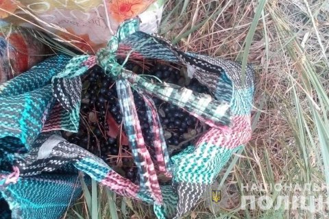 В Чернобыльской зоне задержали женщину, которая собирала чернику на продажу