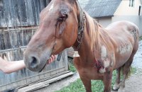 Пьяный житель Закарпатья привязал коня к автомобилю и таскал его по асфальту