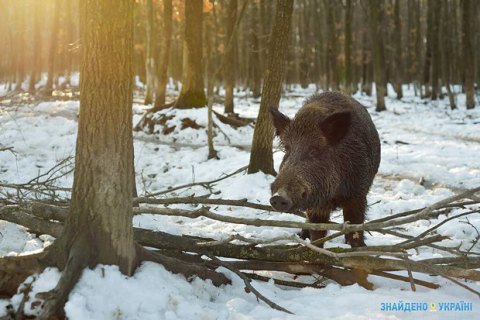 Дуда согласовал строительство стены от диких кабанов на границе Украины и Беларуси