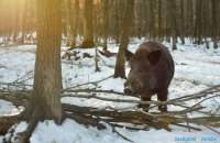 Дуда согласовал строительство стены от диких кабанов на границе Украины и Беларуси