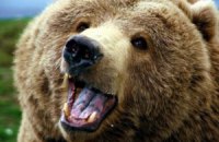 В США медведь украл из гаража мешок семечек
