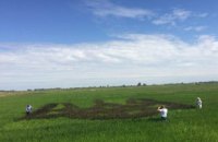 В Херсонской области вырастили гигантский тризуб из черного риса 