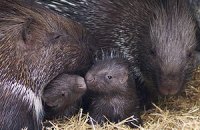 Киевский зоопарк ищет кормильцев скунсу и дикобразу