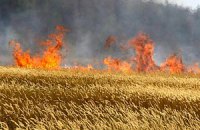 На Черниговщине пожар уничтожил 30 га посевов ржи