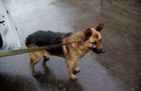 В аэропорту "Одесса" собака обнаружила кокаин у одного из пассажиров