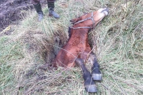 Во Львовской области спасатели достали из канализационного люка коня