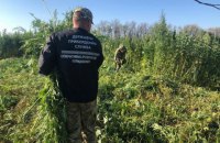 ​Прикордонники знищили майже 20 тисяч кущів коноплі на Луганщині