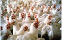 В украинской курятине обнаружили сальмонеллу