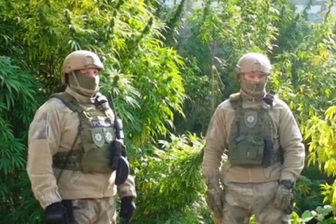 Трое жителей Одесской области вырастили конопли на 16 млн гривен