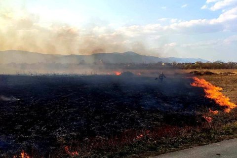 Поджигателю "долины нарциссов" на Закарпатье объявили о подозрении