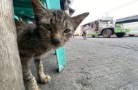 Що робити коли вас покусала чи подряпала тварина, − інструкція від МОЗ
