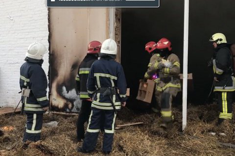 На птахофабриці під Львовом згоріло 30 тис. курчат