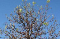 В Донецке в августе зацвел каштан