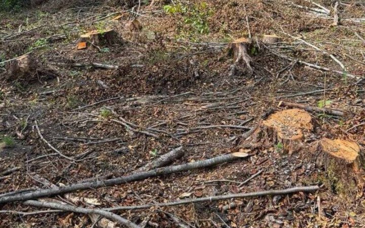 На Львівщині лісничі отримали підозру у незаконній вирубці понад 20 тисяч дерев