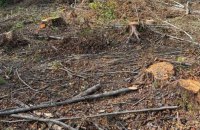 На Львівщині лісничі отримали підозру у незаконній вирубці понад 20 тисяч дерев