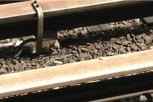 В Нью-Йорке остановили метро ради спасения котят