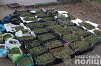 У Запорізькій області вилучили партію марихуани на суму понад 20 млн гривень