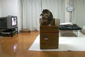 Британцы выбрали самые смешные видео с домашними животными