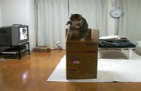 Британцы выбрали самые смешные видео с домашними животными