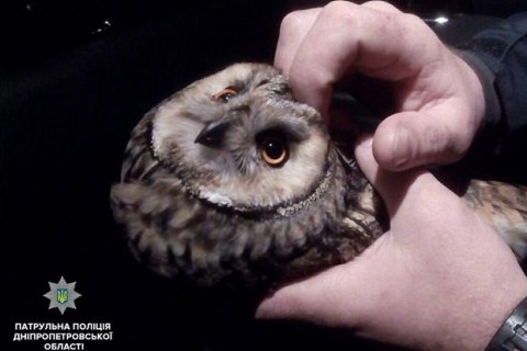 Патрульные спасли раненую сову, которую сбил автомобиль