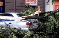 В Ужгороде ураган повалил деревья и разбил автомобили