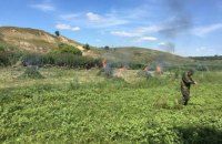 Правоохранители уничтожили более 50 тыс. кустов конопли в зоне АТО