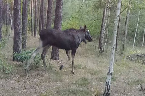 На границе с Польшей пограничники нашли имитаторы следов лося