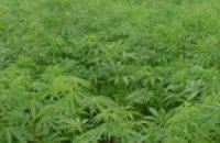 В Одесской области выявлены насаждения конопли