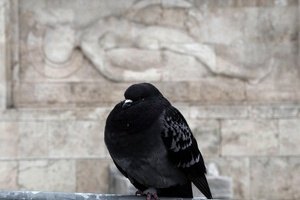 Ученые научили голубей работать с планшетами